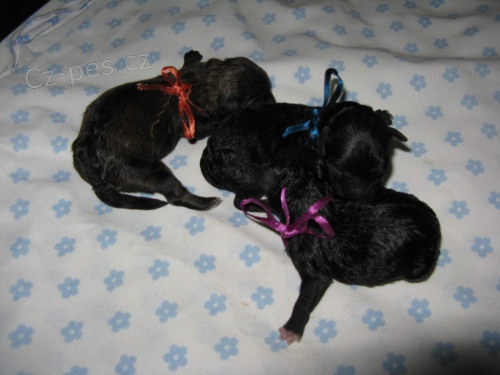 Barevn� bolo���ek-�t��ata