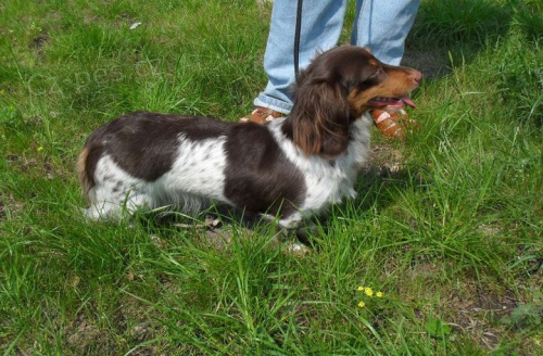 Dlouhosrst� jezev��k - �t��ata