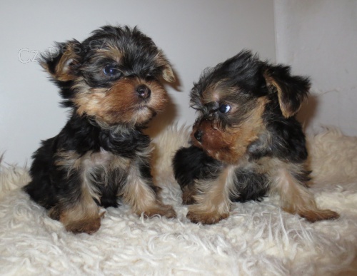 jork��r, yorkshire teri�r