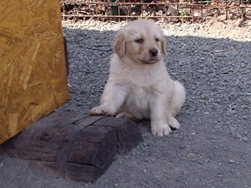 �t���tka Hovawarta