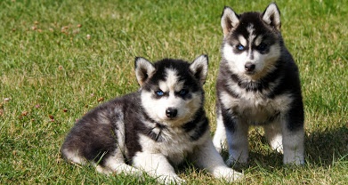 Sibi�sk� husky �t��ata.