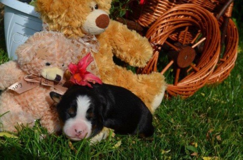 Prod�m Bernsk� sala�nick� �t���tka bez PP