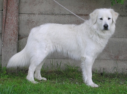 �t��ata Slovensk� �uva�