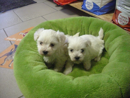 Malt�zsk� ps�k - Malt�z��ek