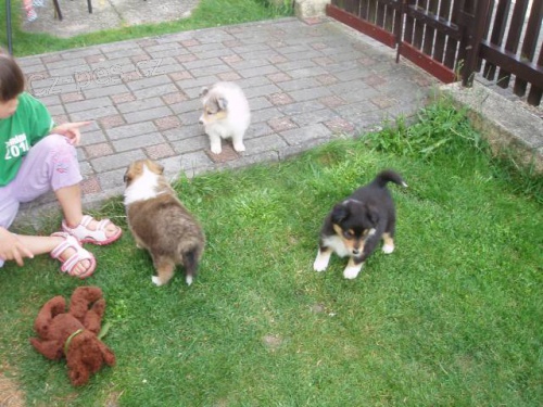 �eltie z Vesni�ky u hranic