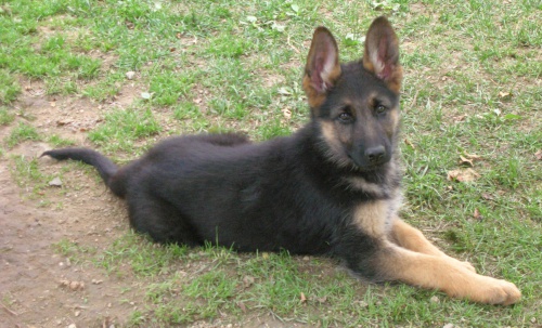 N�meck� ov��k - prod�m �t��ata