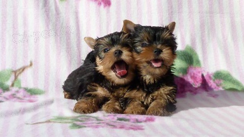 Jork��rsk� terier - �t���tko fenka