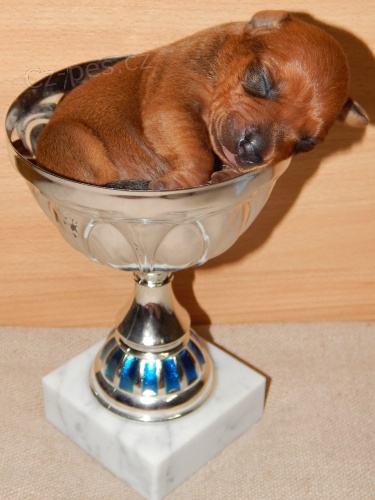 N�meck� pin� s PP