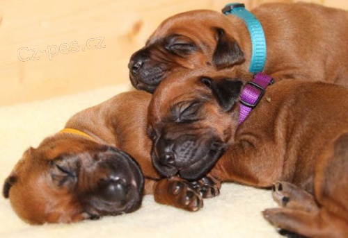 Rhod�sk� ridgeback - vymazlen� �t���tka s PP