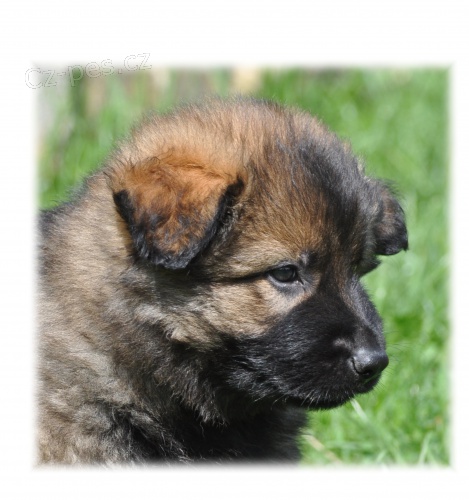 N�meck� ov��k- �t�n� s PP