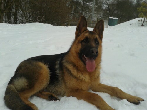 Prod�m �t��ata n�m.ov��ka bez PP, barva rex