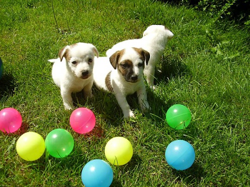 Jack Russell terier �t���tka s PP
