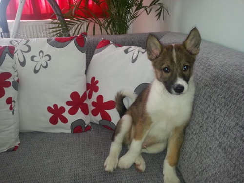 �t���tka z�padosibi�sk� lajky