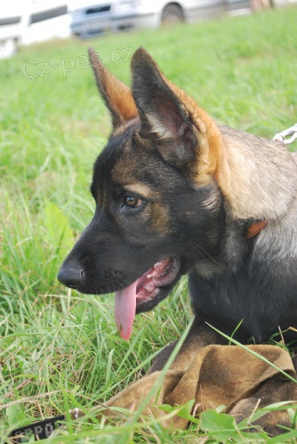 n�meck� ov��k s P.P.