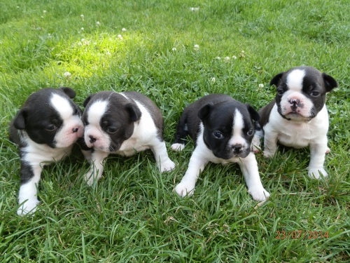 Bostonsk� teri�r