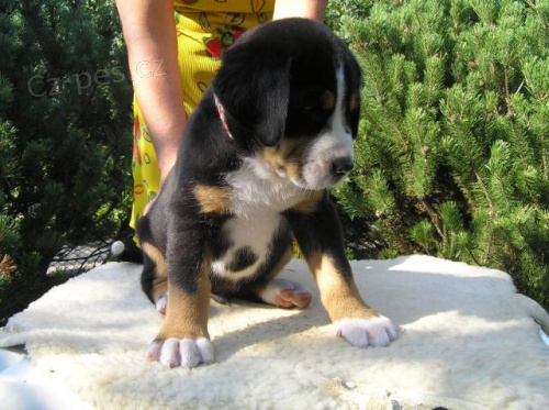 Velk� �v�carsk� sala�nick� pes