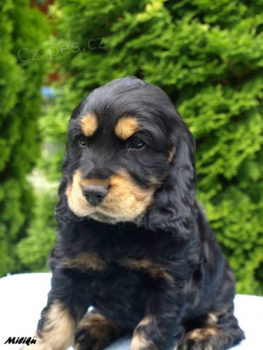 Anglick� kokr�pan�l �t��ata