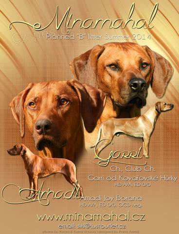 Rhod�sk� ridgeback - �t��ata s PP k p�edrezervaci
