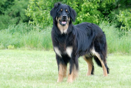 Hovawart �t�n� s PP