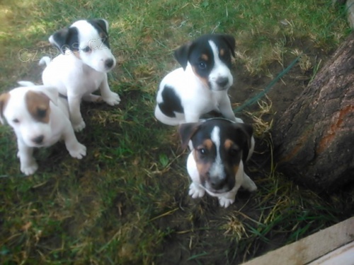 Parson Russell Teri�r