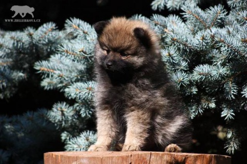 N�meck� �pic mal� s PP