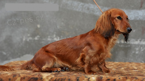 Standardn� dlouhosrst� jezev�ice s PP