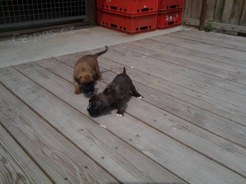 BOXER - �t��ata s PP