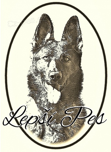 V�cvik, v�chova a VEN�EN� PS�