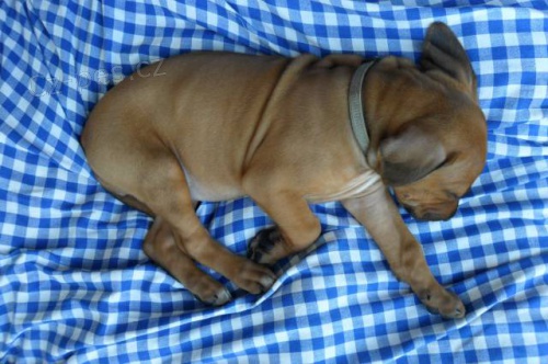 Zad�me �t��ata rhod�sk�ho ridgebacka s PP