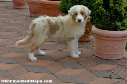 Australsk� ov��k �t�n� s PP