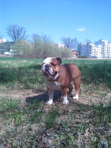 Anglick� buldok s PP