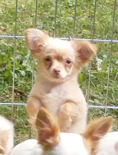 �ivava dlouhosrst�  s PP - pejsci