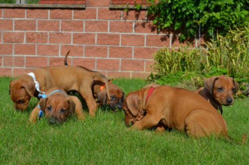 Rhod�sk� ridgeback kr�sn� �t��ata s PP