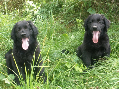 Hovawart  - kvalitn� �t��ata s PP