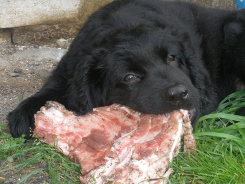 Hovawart  - kvalitn� �t��ata s PP