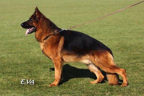 �t���tka N�meck�ho ov��ka