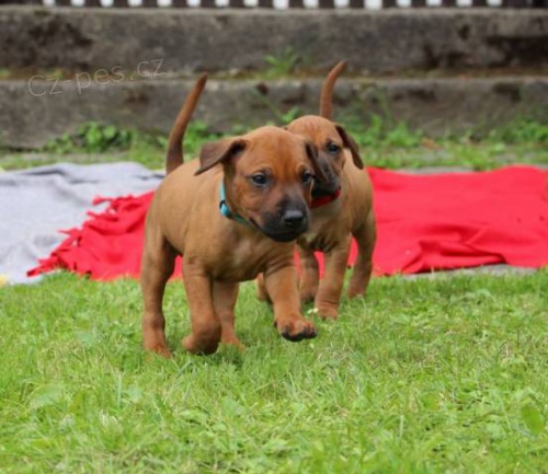 Rhod�sk� ridgeback - vymazlen� �t���tka s PP