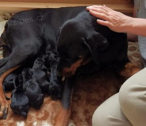 Prod�m �t���tka dobrmana - fenky.