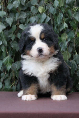 �t�nata bernsk�ho sala�nick�ho psa s PP