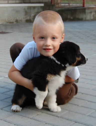 Australsk� ov��k s PP