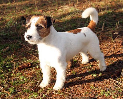 nab�z�m psa jrt ke kryt�