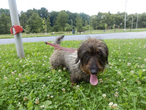 JAS�K, jezev��k se v��m v�udy (kastrovan�)