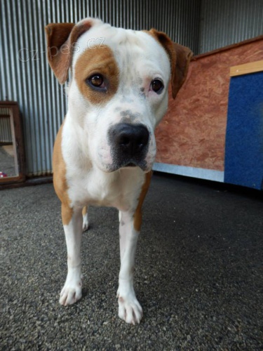 OTA, Americk� pitbull teri�r