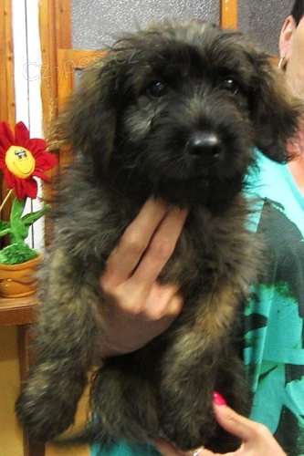 DAN�K, x Jezev��k, 2 m�s��n� sladk� mix