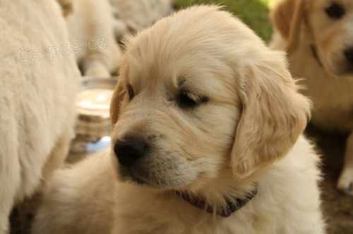 �T���TKA � ZLAT� RETRIEVER s PP 