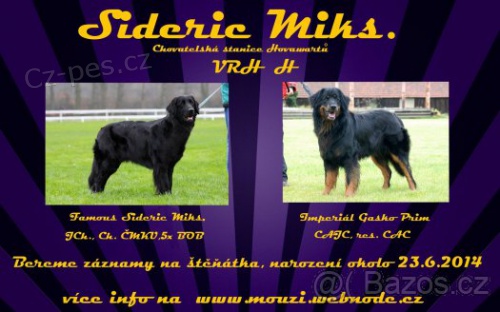 hovawart �t���tka s PP, v�born� hl�da� a mil��ek rodiny. -