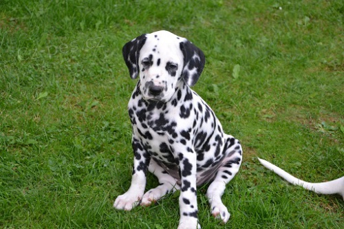 Dalmatin �t�n�