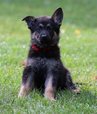 N�meck� ov��k - celo�ern� a tmav� �ern� se znaky �t���tka s PP.