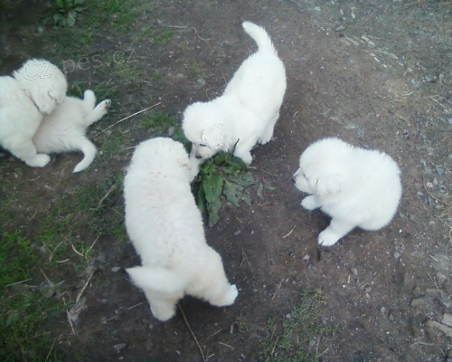 �t��ata Slovensk� �uva� s PP