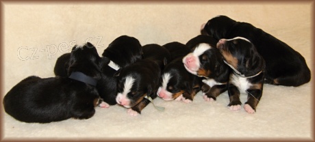 Zad�m / prod�m �t�n�tka BSP s PP